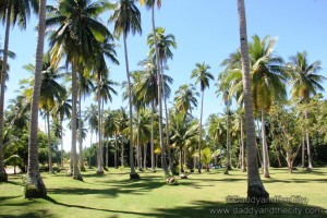 Malipano Island - Walking among trees 2