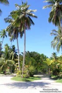 Malipano Island - Walking among trees