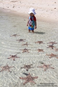 Pearl Farm - Starfishes at Malipano Island