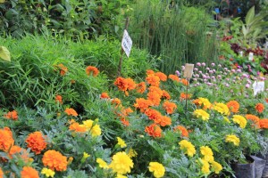 Flowers For Sale in Tagaytay